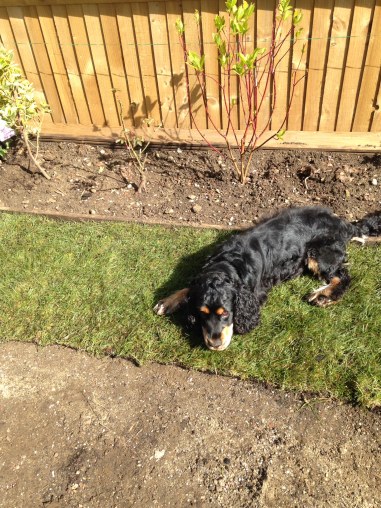 The dog was very happy with some turf!
